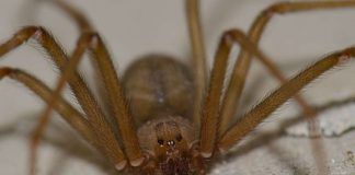 ragno gigante