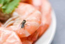 Come eliminare le mosche in casa