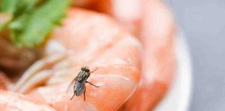 Come eliminare le mosche in casa