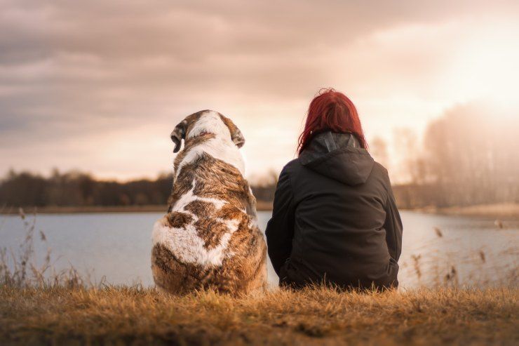 Lo studio dell'Università del Massachusetts che smentisce che la pericolosità di un cane dipenda in prevalenza dalla sua razza