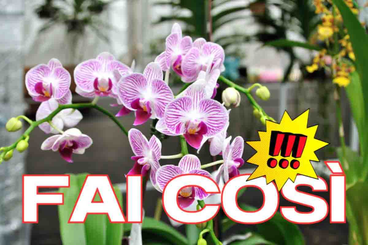 Come non far morire orchidee
