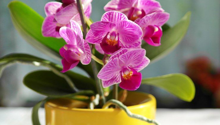 Come curare orchidea