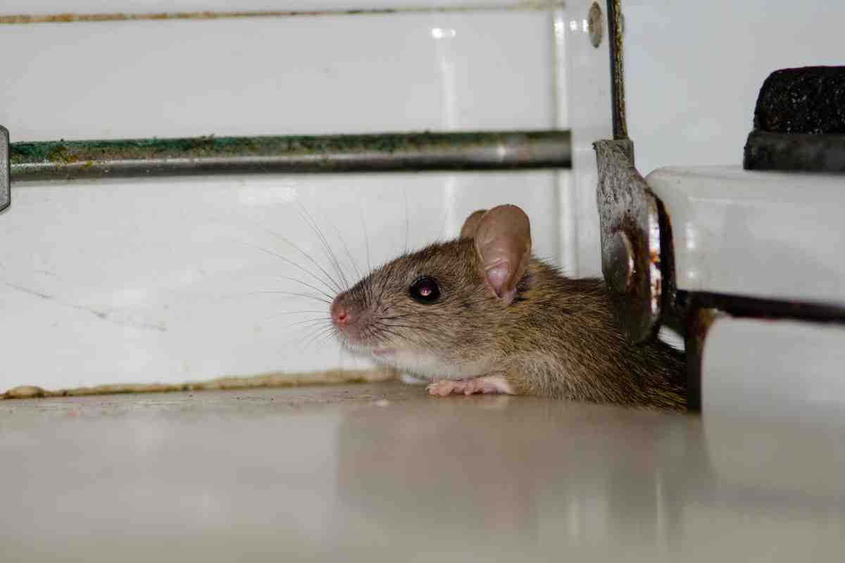 I sintomi che rivelano la presenza di ratti in casa
