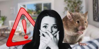 I sintomi che rivelano la presenza di ratti in casa