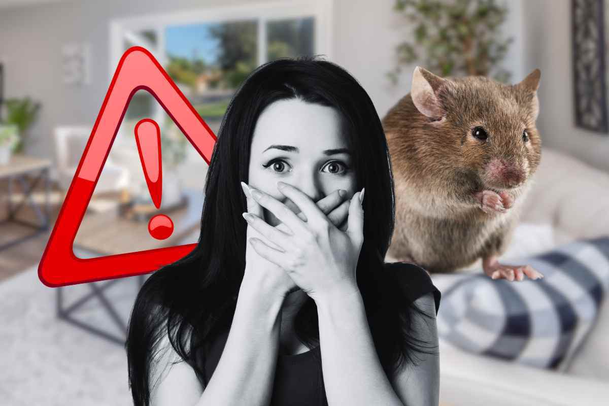 I sintomi che rivelano la presenza di ratti in casa