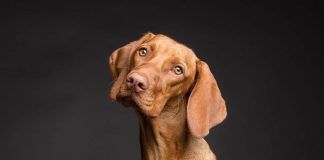 Uno studio smentisce che la pericolosità di un cane dipenda in prevalenza dalla sua razza