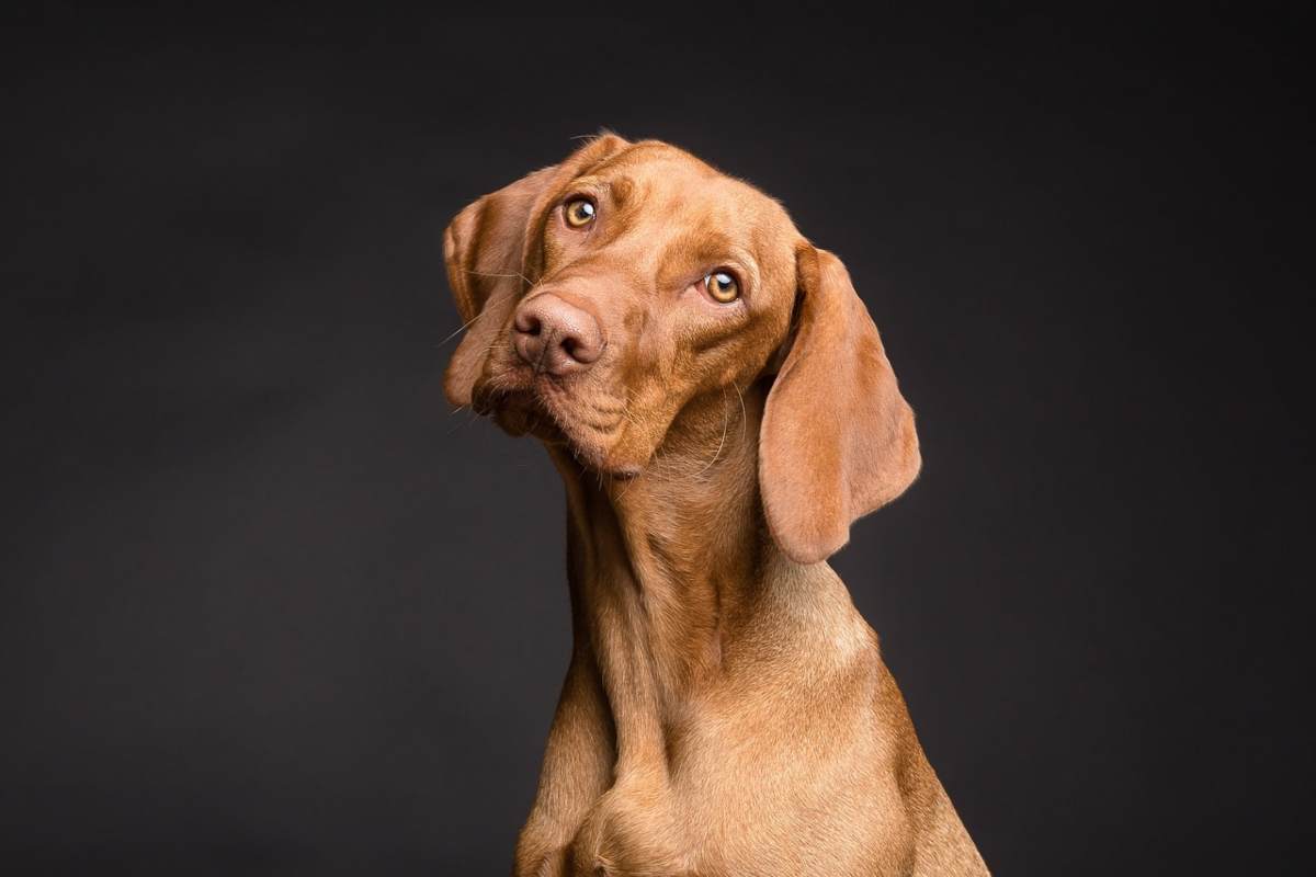 Uno studio smentisce che la pericolosità di un cane dipenda in prevalenza dalla sua razza