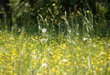 allergia orari migliori per stare all'aperto