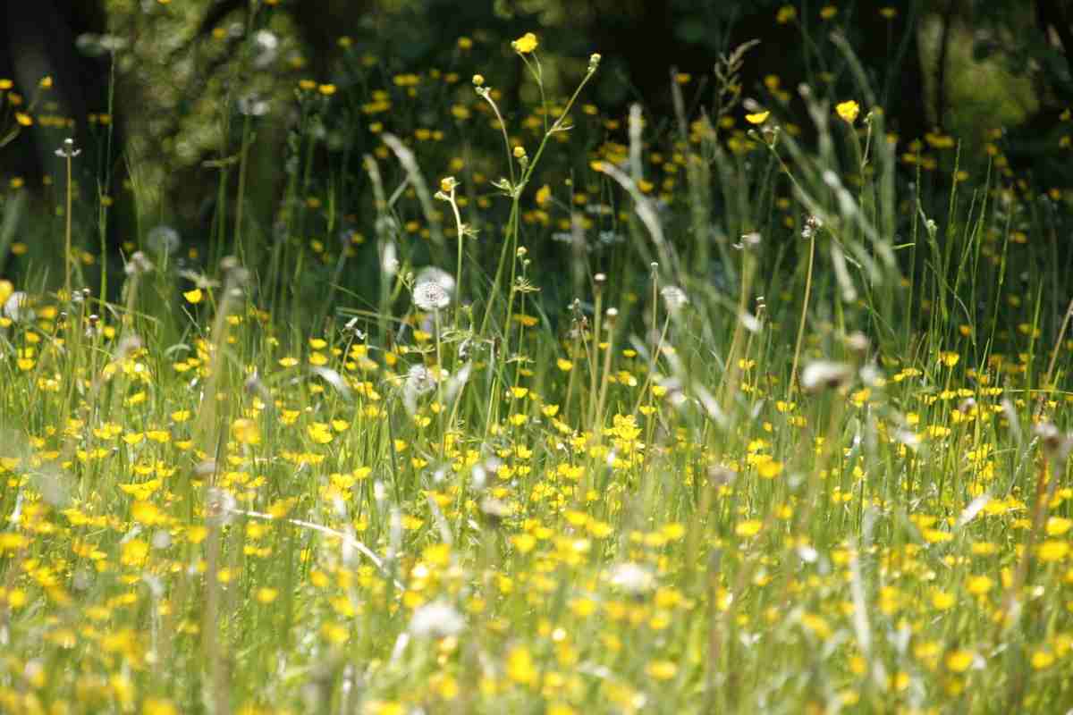 allergia orari migliori per stare all'aperto