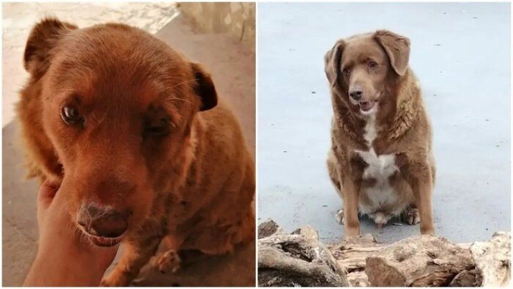 Il cane Bobi è il più anziano del mondo.