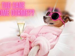 La posizione in cui dorme il tuo cane dice tutto sulla sua personalità