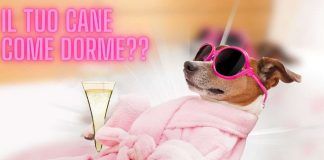 La posizione in cui dorme il tuo cane dice tutto sulla sua personalità