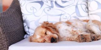 cane dorme