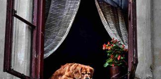 Il cane più anziano del mondo.