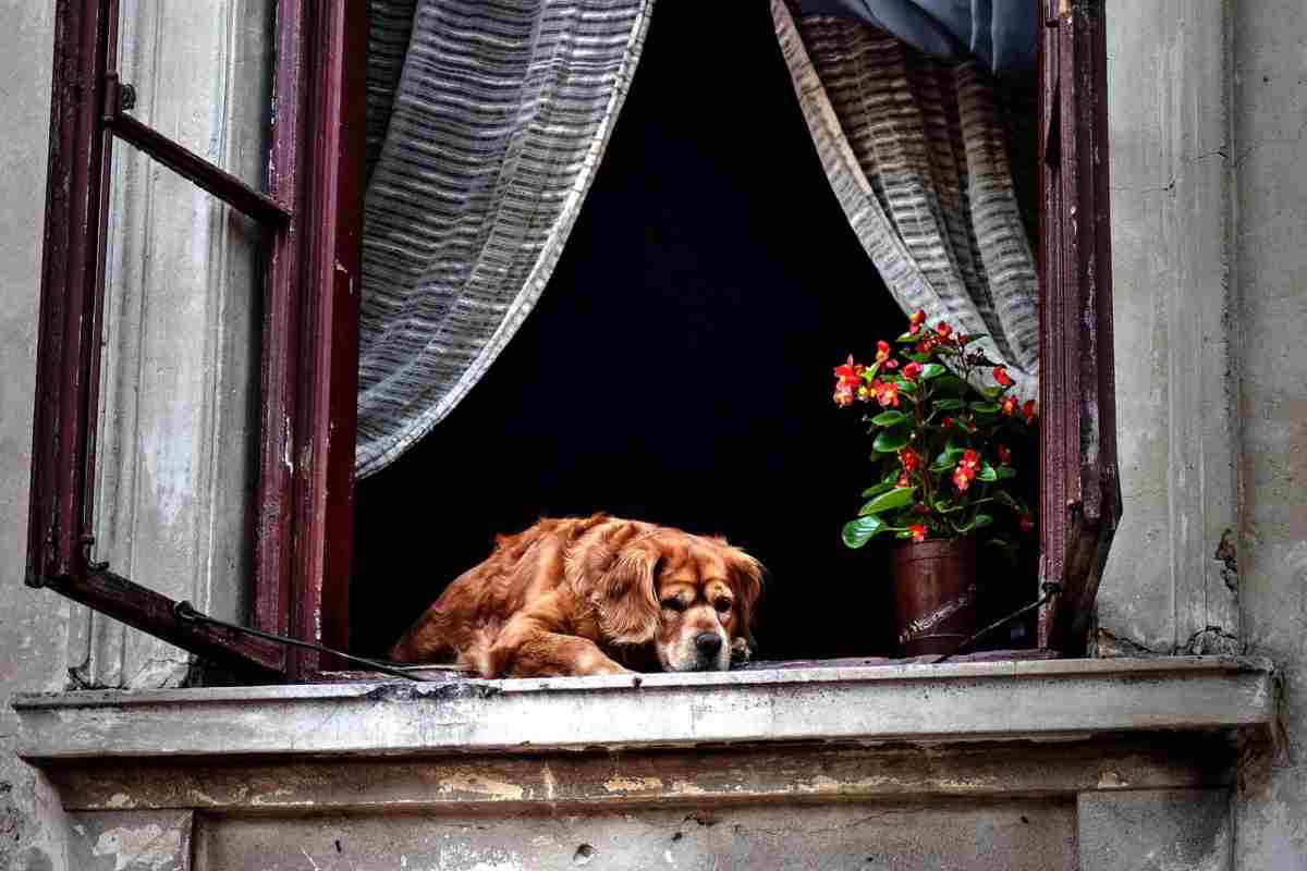 Il cane più anziano del mondo.