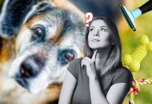 Cane anziano: quali oggetti sono utili in casa
