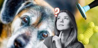 Cane anziano: quali oggetti sono utili in casa