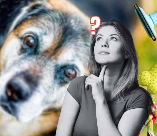 Cane anziano: quali oggetti sono utili in casa
