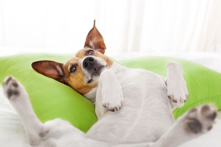 Posizione del cane quando dorme indica personalità