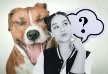 cane che sbadiglia: il vero motivo
