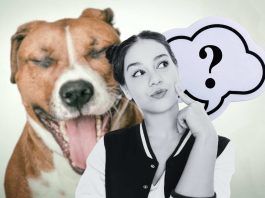 cane che sbadiglia: il vero motivo