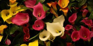 fiori primavera