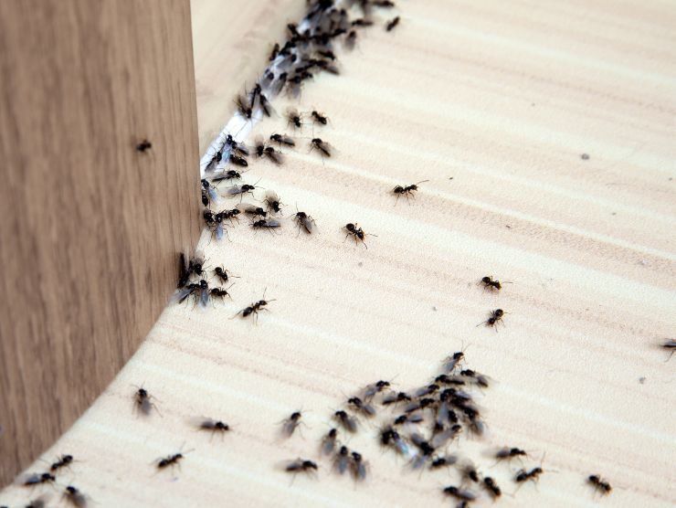 rimedi naturali allontanare formiche