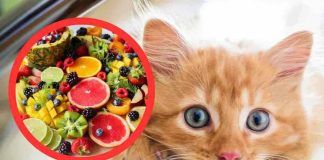 frutta adatta ai gatti