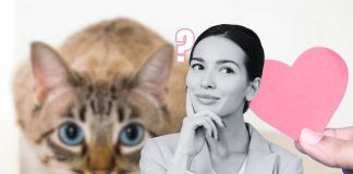 Gatto segnali affetto