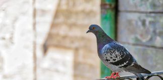 piccioni rimedi naturali