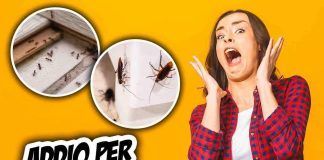 metodi contro formiche e scarafaggi