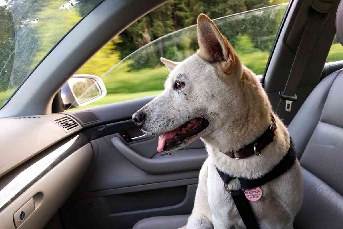 Cane chiuso in auto: come comportarsi?