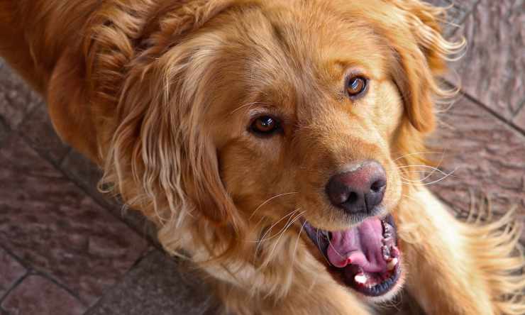 Cane abbandonato dai padroni: una storia straziante