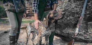 Cani a caccia di ratti