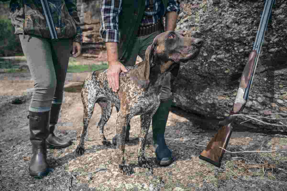 Cani a caccia di ratti