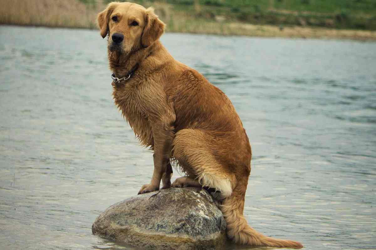 Cane abbandonato dai padroni: una storia straziante