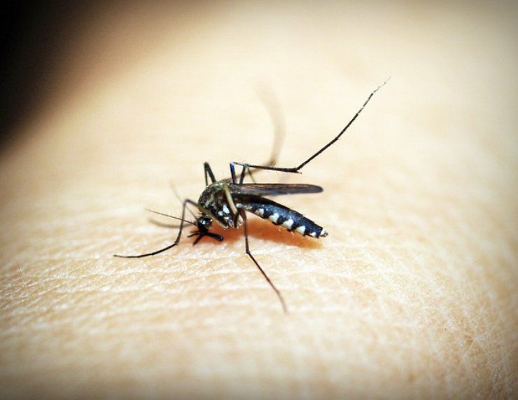 Aumentano le malattie trasmesse dalle zanzare 