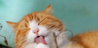 Per sterilizzare le gatte potrebbe bastare una semplice puntura