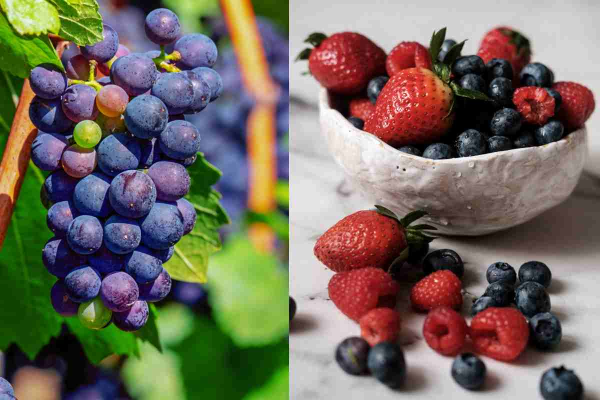 Dieta ai frutti di bosco e all'uva