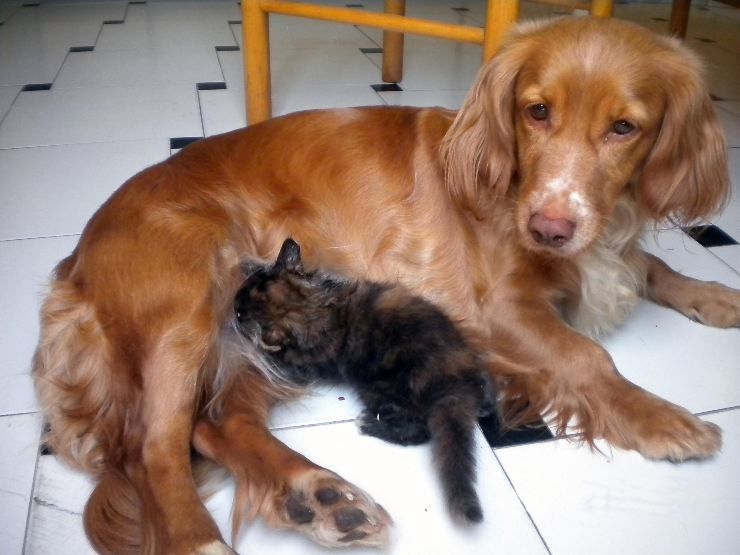 come far coabitare e diventare amici cane e gatto