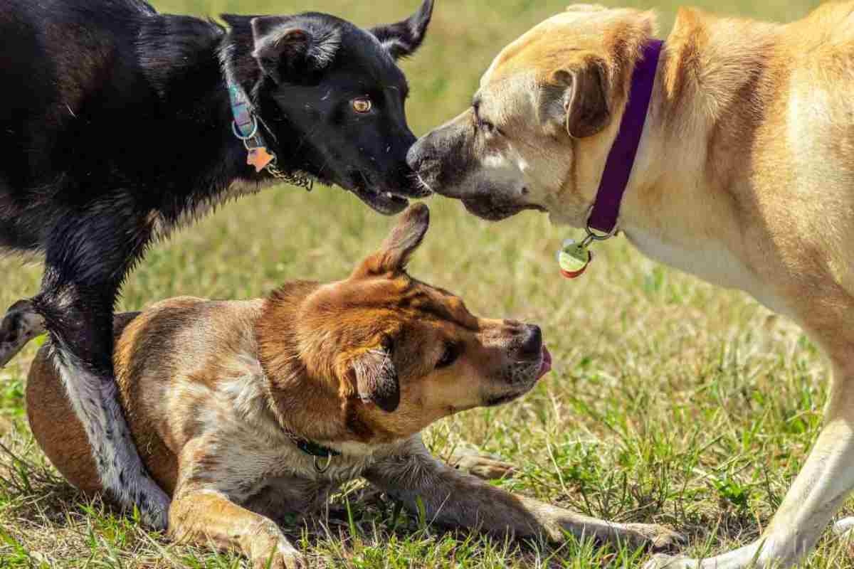 Rischi se si lascia il cane libero