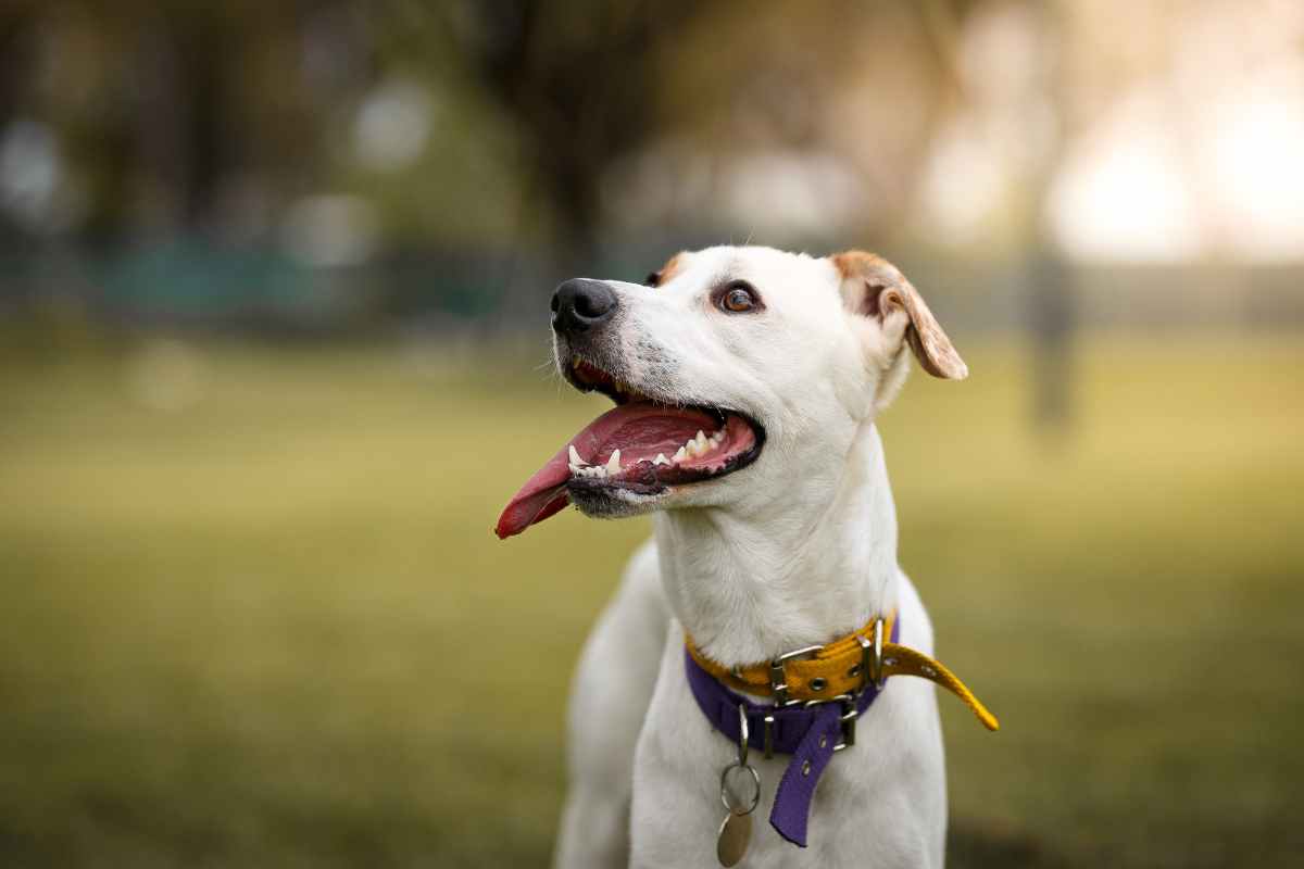 Rischi se si lascia il cane libero