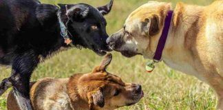 Rischi se si lascia il cane libero