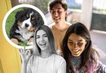 Cosa fa il cane?