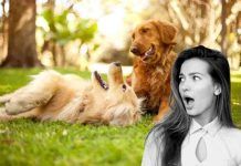 cani protezione caldo