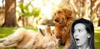 cani protezione caldo