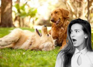 cani protezione caldo