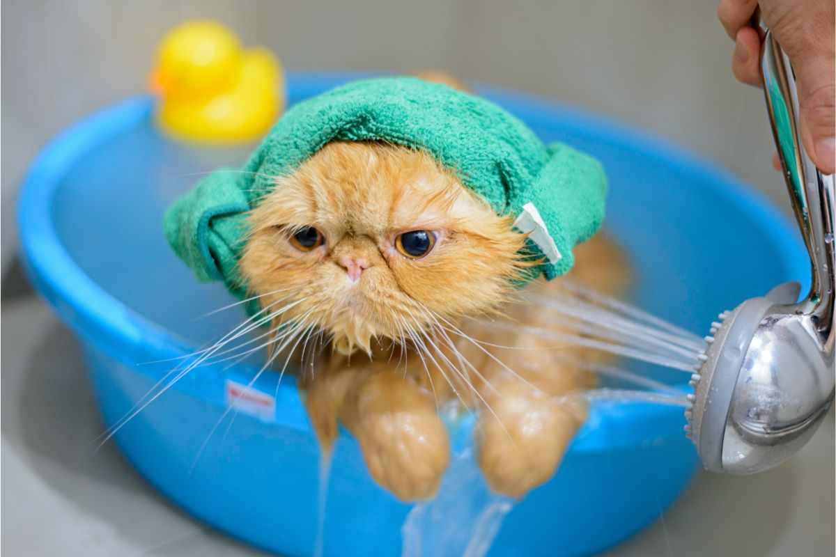 fare bagno gatto