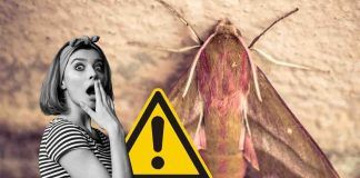 Rimedi contro le tarme