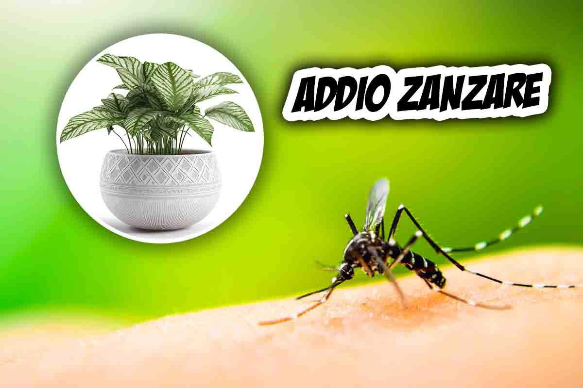 pianta contro le zanzare